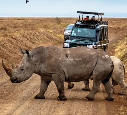 Private Game Drives & Wildlife Experiences